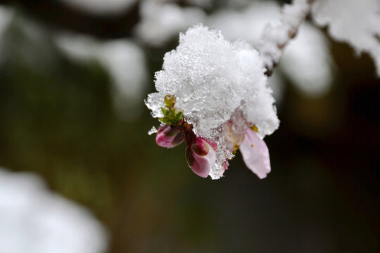 桃花雪