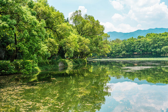 七星岩湖边大树