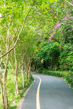 环湖道路柏油路