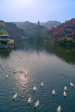 山东济南红叶谷秋天