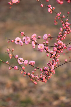 榆叶梅