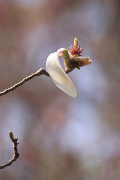 玉兰花