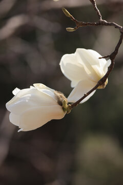 玉兰花开