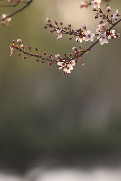 毛樱桃花