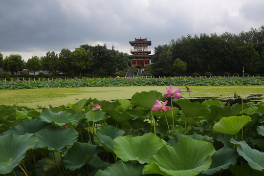 荷花荷塘