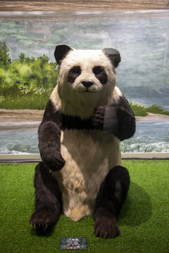 福建大熊猫