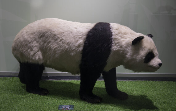 大熊猫标本
