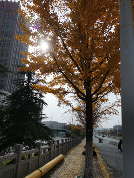城建大厦旁的银杏树