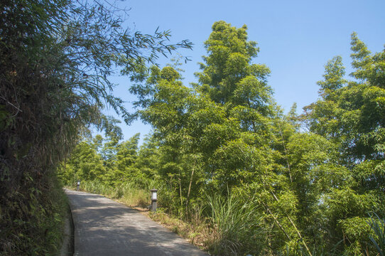 竹林边的小路