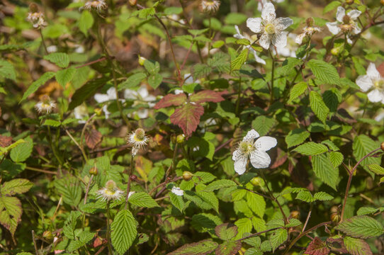 蓬蘽花草