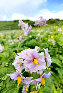 洋芋花