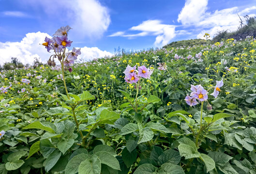 紫洋芋花