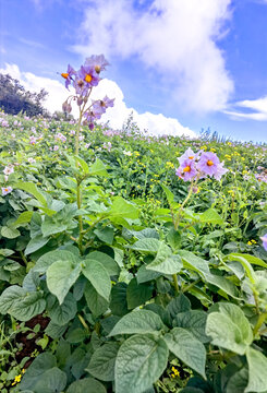 紫洋芋