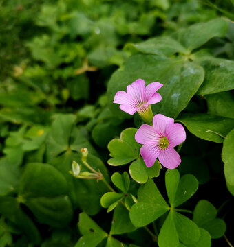 红花酢浆草