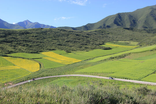 高原油菜花