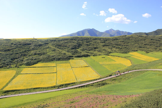 油菜花风光