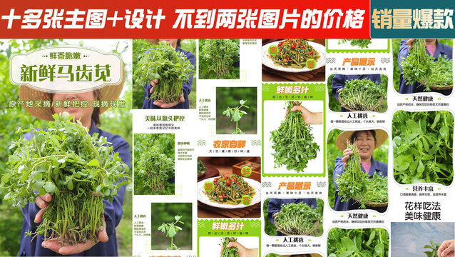 馬齒莧詳情頁