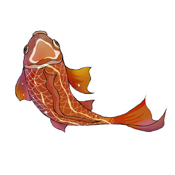 鯉魚