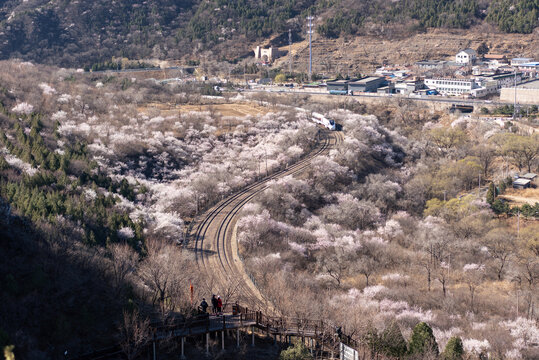 北京居庸关长城花海列车