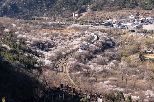 北京居庸关花海列车