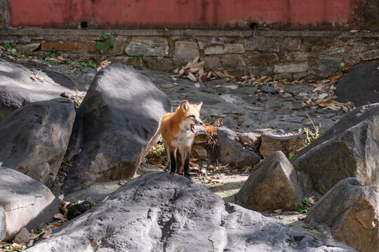 北京潭柘寺狐狸