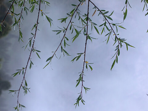 早晨大雾中的树木枝叶