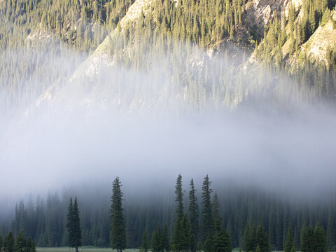 早晨大雾中的树木森林高山