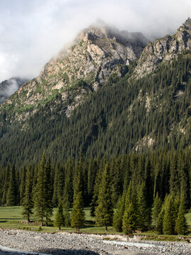 新疆的树木高山风景