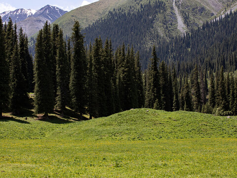 夏天的草原森林高山风景