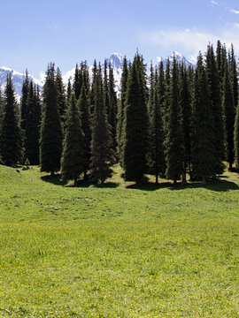 夏天的草原森林高山风景