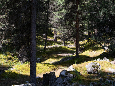 阳光下森林的自然风景