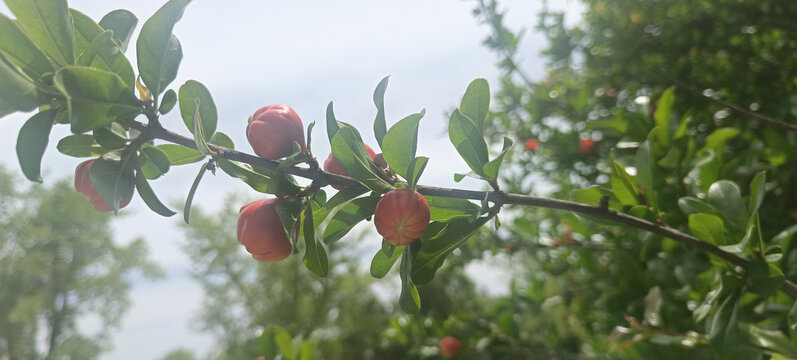 石榴花