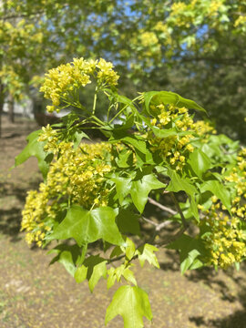 绿植芽