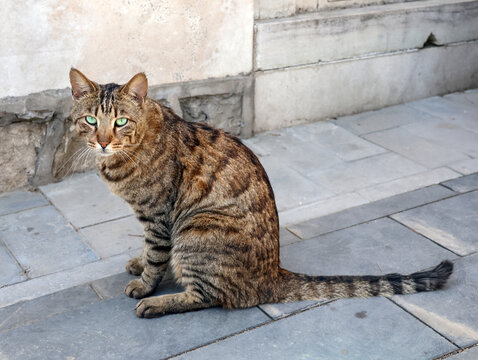 狸花猫