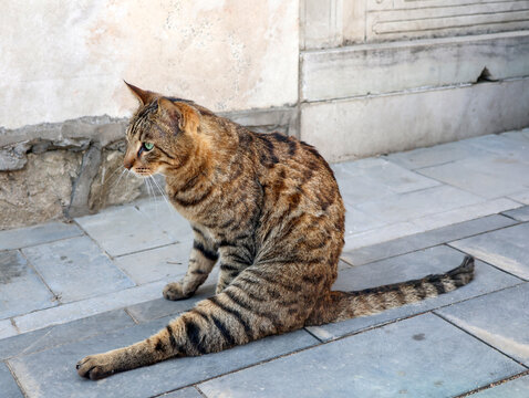 狸花猫