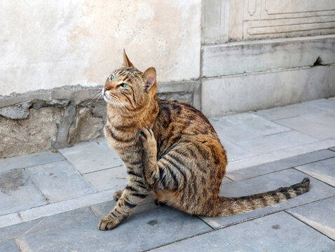 狸花猫