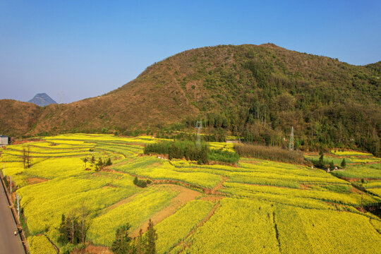 罗平油菜花田