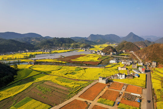 罗平油菜花田