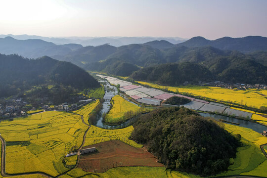 罗平油菜花田