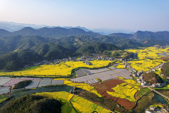 罗平油菜花田