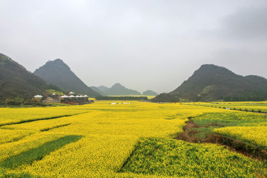 罗平油菜花田