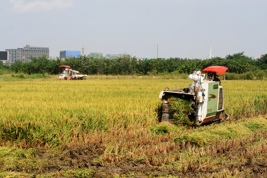 收割水稻