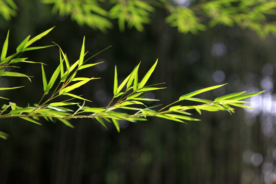 日照竹洞天风景区