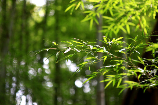 日照竹洞天风景区