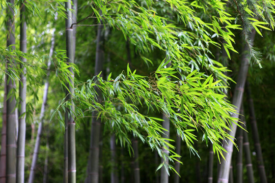 日照竹洞天风景区