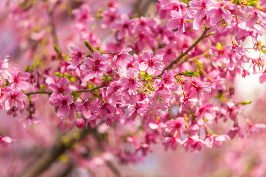 樱花