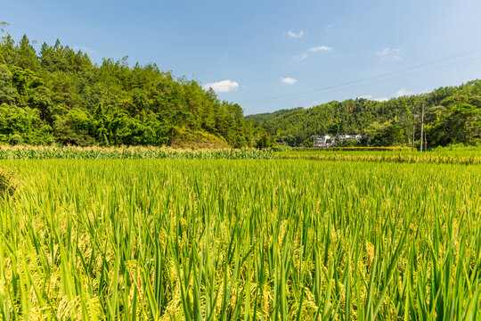 稻田