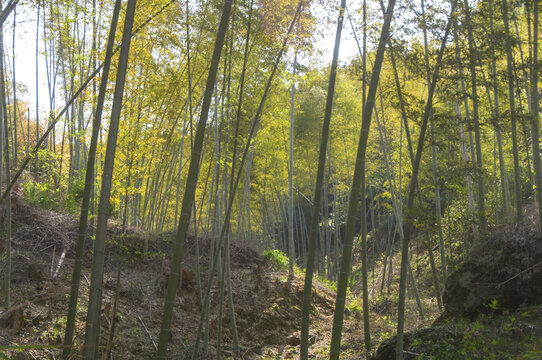 山地毛竹林