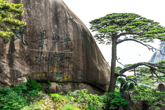 黄山迎客松