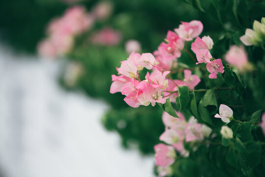 三角梅花朵微距